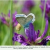 polyommatus amandus daghestan male 1